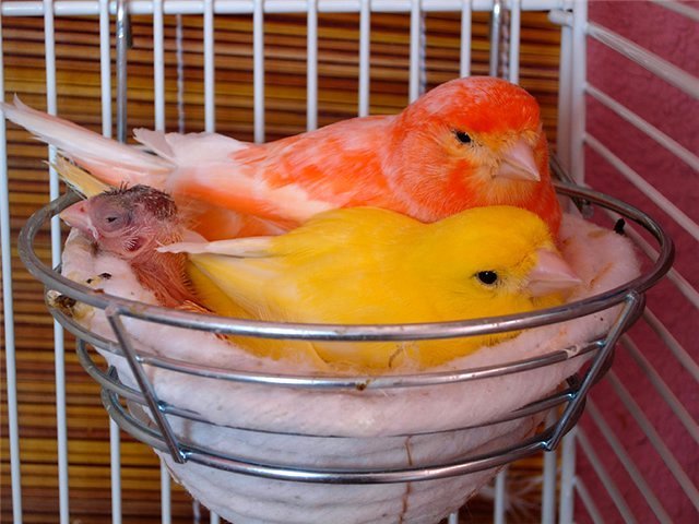 Содержание канареек и уход за ними в Карачаевске