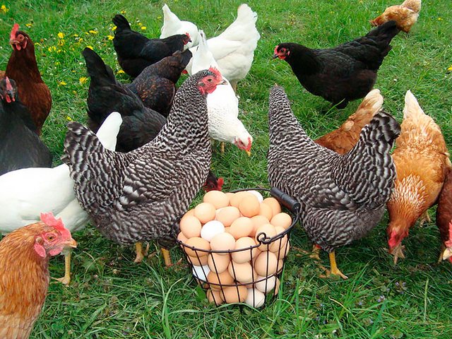 Содержание кур и уход за ними | ЗооТом - продажа, вязка и услуги для животных в Карачаевске