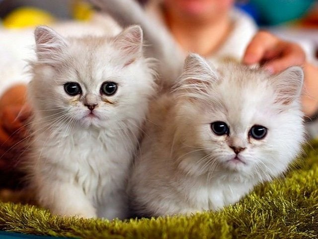 Породы кошек в Карачаевске | ЗооТом портал о животных