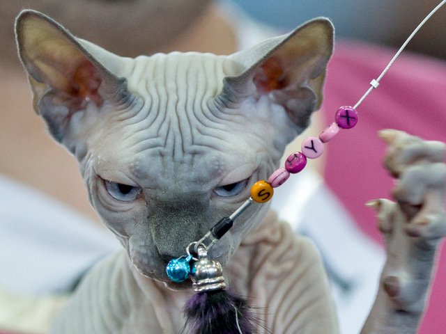 Выставки кошек в Карачаевске | ЗооТом портал о животных