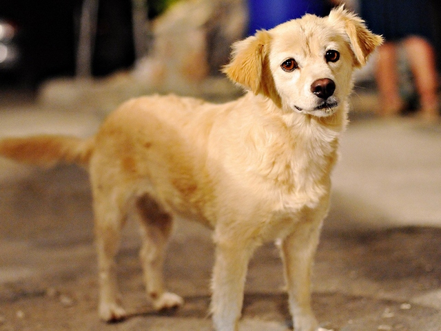 Породы собак в Карачаевске | ЗооТом портал о животных