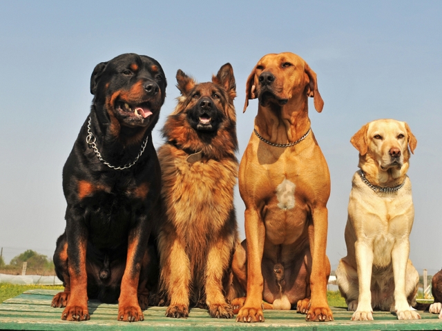 Крупные породы собак в Карачаевске | ЗооТом портал о животных